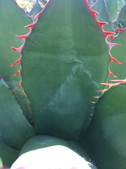 Agave shawii shawii