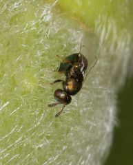 Otitesella