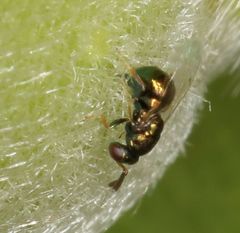 Otitesella