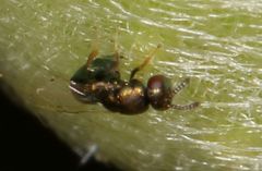 Otitesella