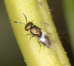 Otitesella