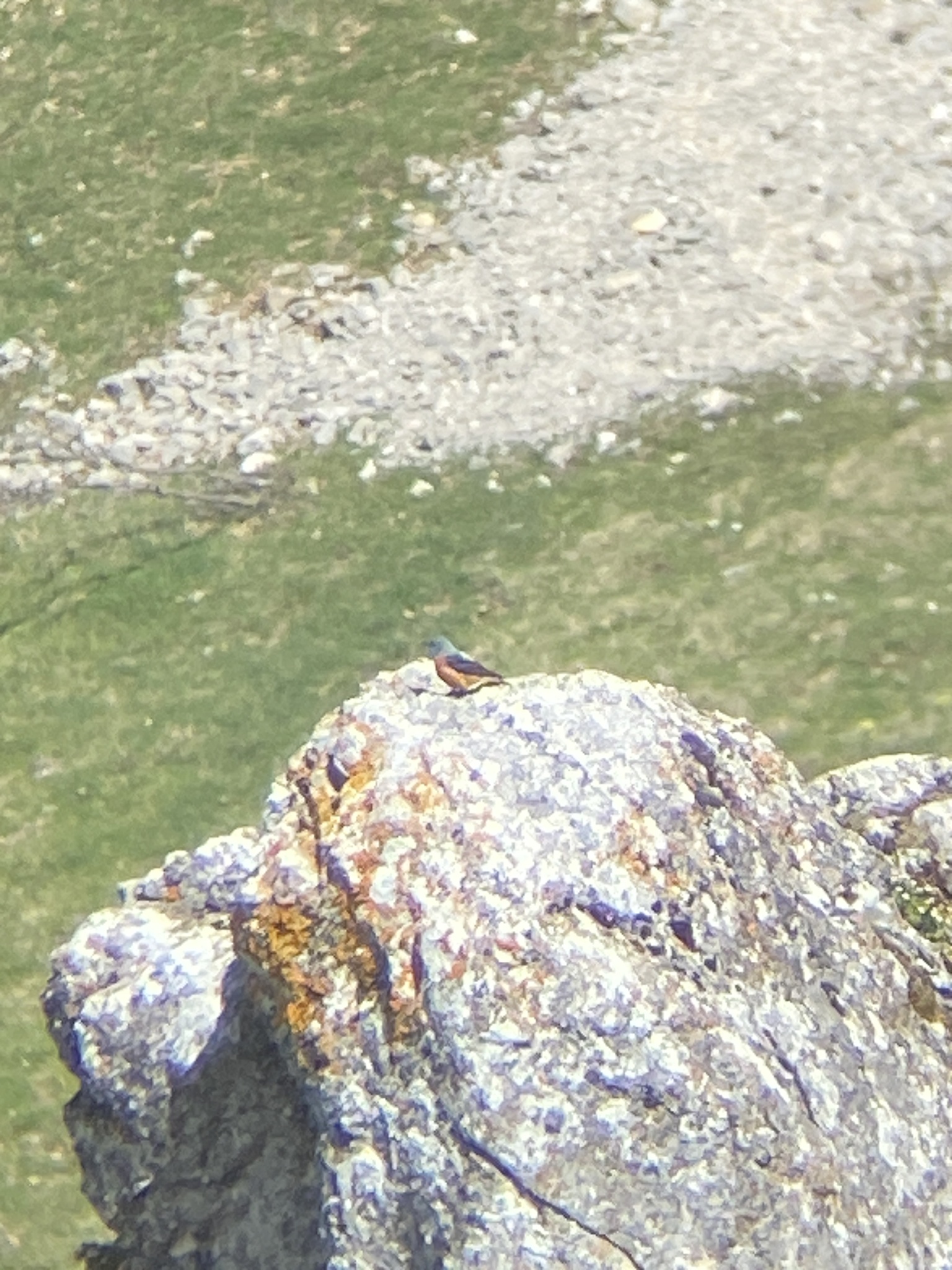 Common Rock Thrush (Monticola saxatilis), photo 3