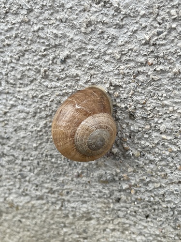 Eobania vermiculata