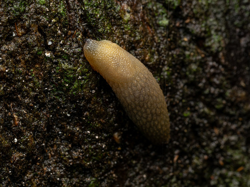 Arion intermedius