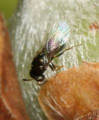 Otitesella