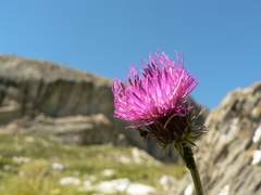 Carduus defloratus