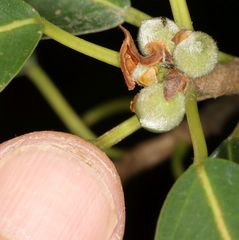 Otitesella