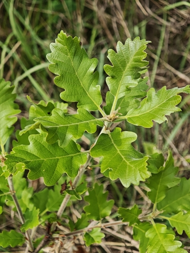 Quercus macranthera, photograph 5