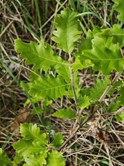 Quercus macranthera, photograph (c) Igor Balashov, some rights reserved (CC BY)
