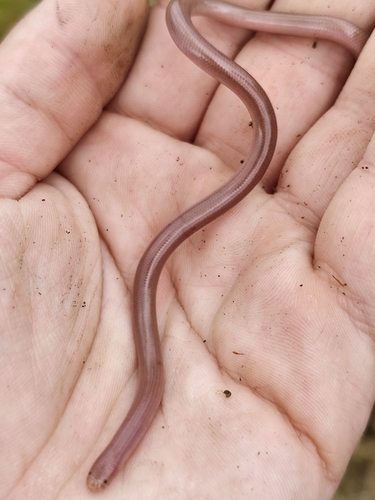 Eurasian Blind Snake