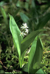 Maianthemum trifolium