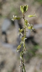 Caulanthus heterophyllus