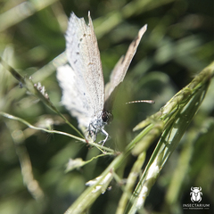 Cupido comyntas texana