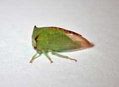 Stictocephala militaris