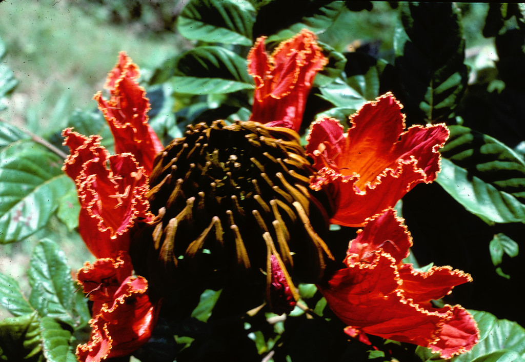 Tulipán africano desde Puerta Rico el18 de marzo de 1988 de James Steamer ·  NaturaLista Mexico