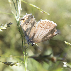 Cupido comyntas texana