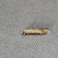 Blastodacna