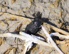 Thanatophilus rugosus