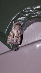 Achatia distincta