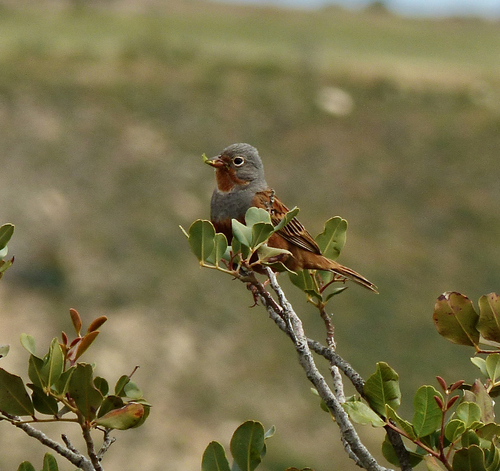 Cretzschmar's Bunting, Prastio 4601, Cyprus, photo 7 of 10