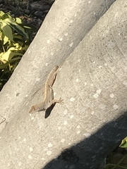 Anolis sagrei