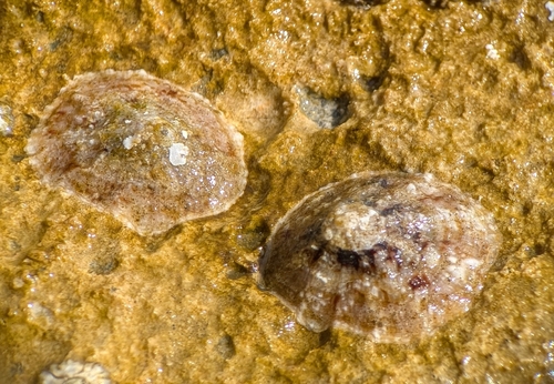 Patella caerulea