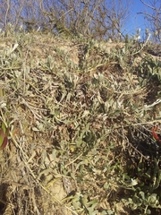 Senecio crassiflorus