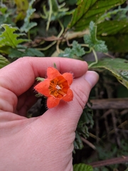 Caiophora contorta