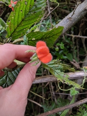 Caiophora contorta