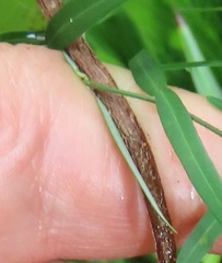 Secamone filiformis