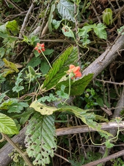 Caiophora contorta