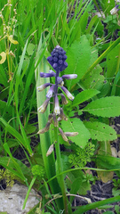 Bellevalia trifoliata