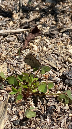 Pale Grass Blue