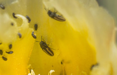 Acmaeodera quadrivittatoides