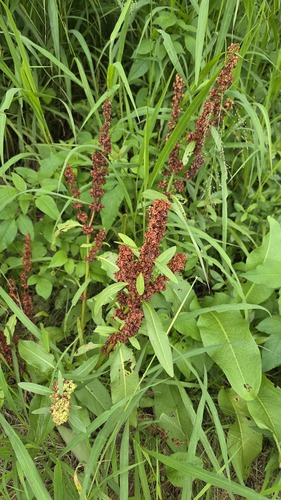 Rumex japonicus, photograph 3