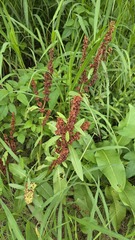 Rumex japonicus, photograph (c) 胡正恆(Jackson Hu), some rights reserved (CC BY)