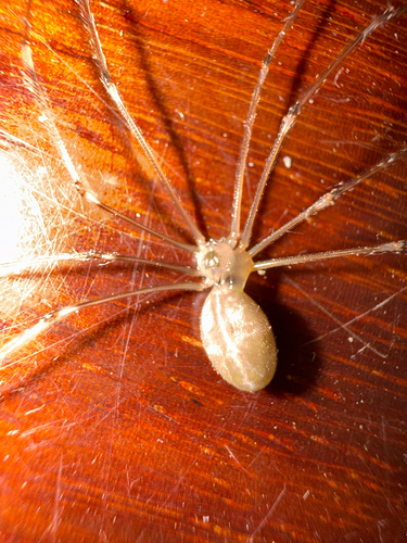 Long-bodied Cellar Spider