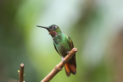 Heliodoxa rubricauda