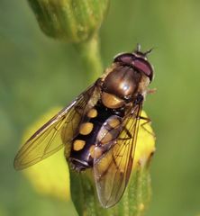 Syrphus octomaculatus