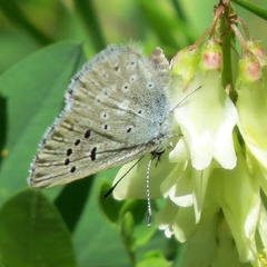 Hedysarum sulphurescens