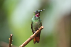 Heliodoxa rubricauda