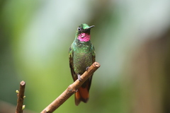 Heliodoxa rubricauda