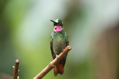 Heliodoxa rubricauda