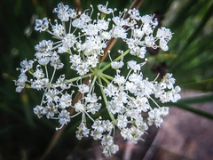 Perideridia parishii