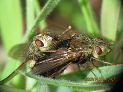 Epalpus signifer