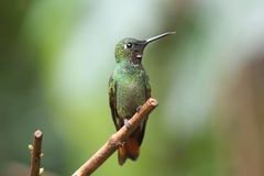 Heliodoxa rubricauda