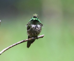 Lophornis chalybeus
