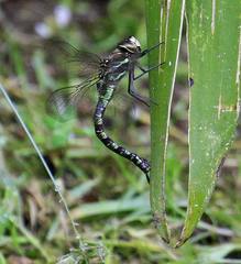 Rhionaeschna marchali