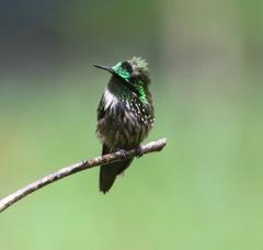 Lophornis chalybeus