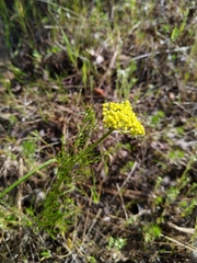 Lomatium caruifolium denticulatum